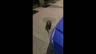 Download Lagu BIGGEST RAT FOUND IN NYC✔️ MP3