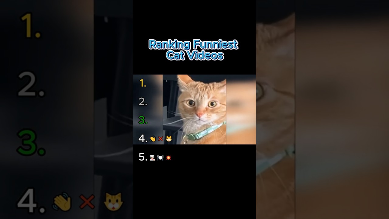 ​5 Funniest Cat Videos: #1 is ABSURD! 👀💥