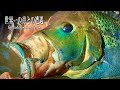 ドギツイ顔と色をした怪魚を夢見て……。シクラソマ最大級種が棲む小さな川。 Beautiful Umbee cichlid in Colombia.