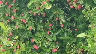 Carissa carandas || karonda berries || Carissa carandas tree | Carissa carandas ka poda || Fruit
