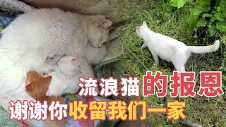 为报答好心人的恩情，猫妈妈亲自送礼上门，还把小猫交给人类照顾