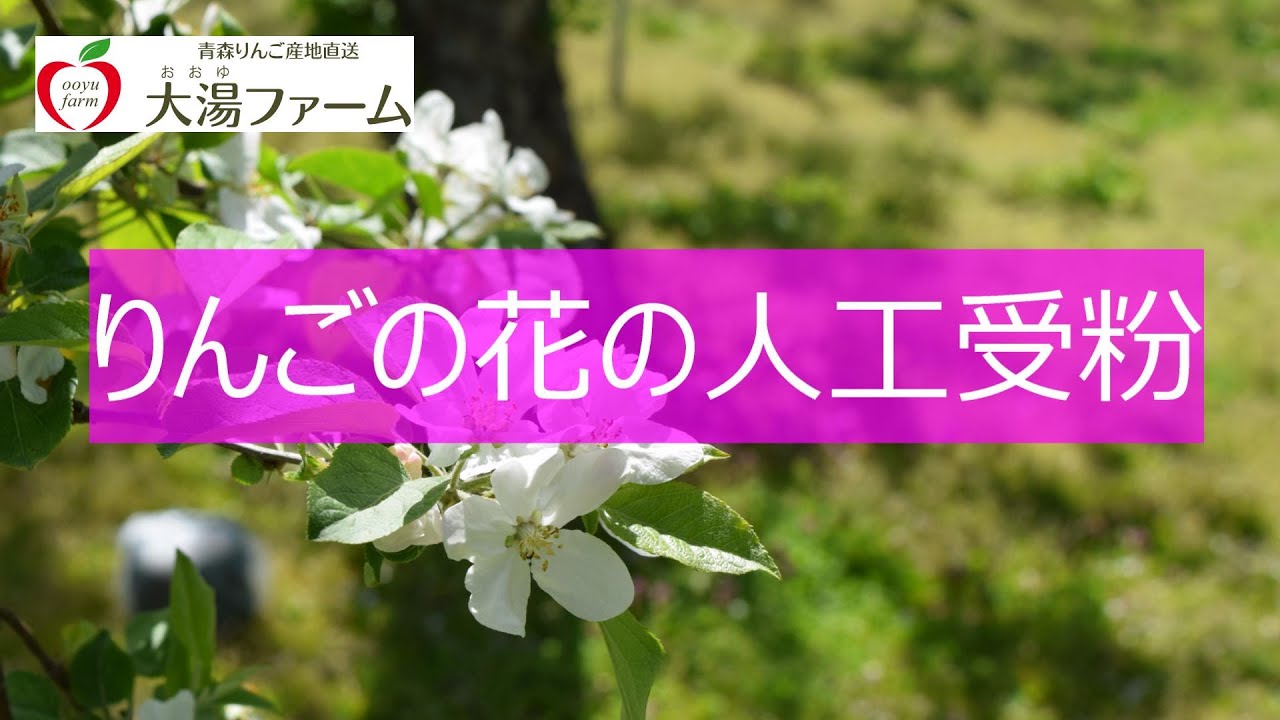 りんごの花の人工受粉 Youtube