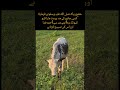 جانوروں سے اچھا سلوک کیاکرے Trendingshorts Shotviralvideo Enimal Favorite Virlshort Cuteanimal 