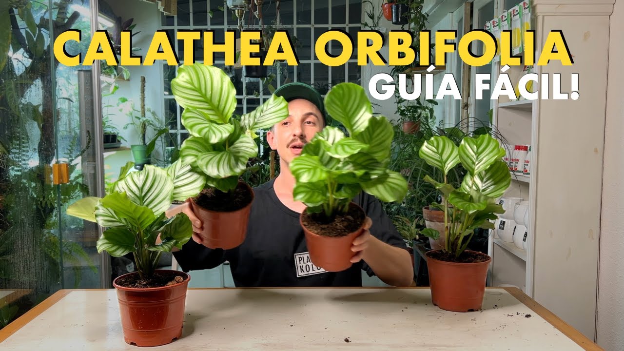 Todos los secretos para cuidar la Calathea orbifolia con xito!