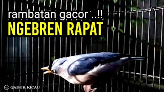 RAMBATAN GACOR NGEBREN RAPAT