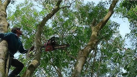 Cưa cây xà cừ siêu khủng . Ở xã lương an trà tri tôn An Giang
