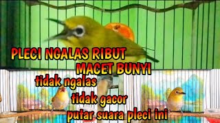 terapi suara pleci ribut saling saut super ampuh untuk pleci bisu macet bunyi