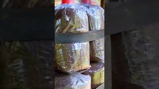oyster mushrooms substrate sterilization by steaminghow viral enjoy agriculture shorts