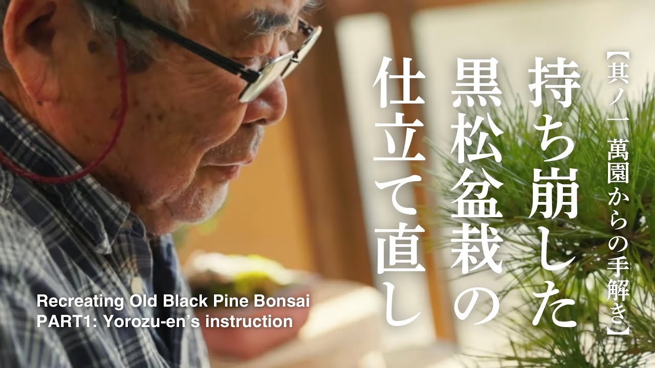 Recreating Old Black Pine Bonsai :PART1 Yorozu-en's Instruction