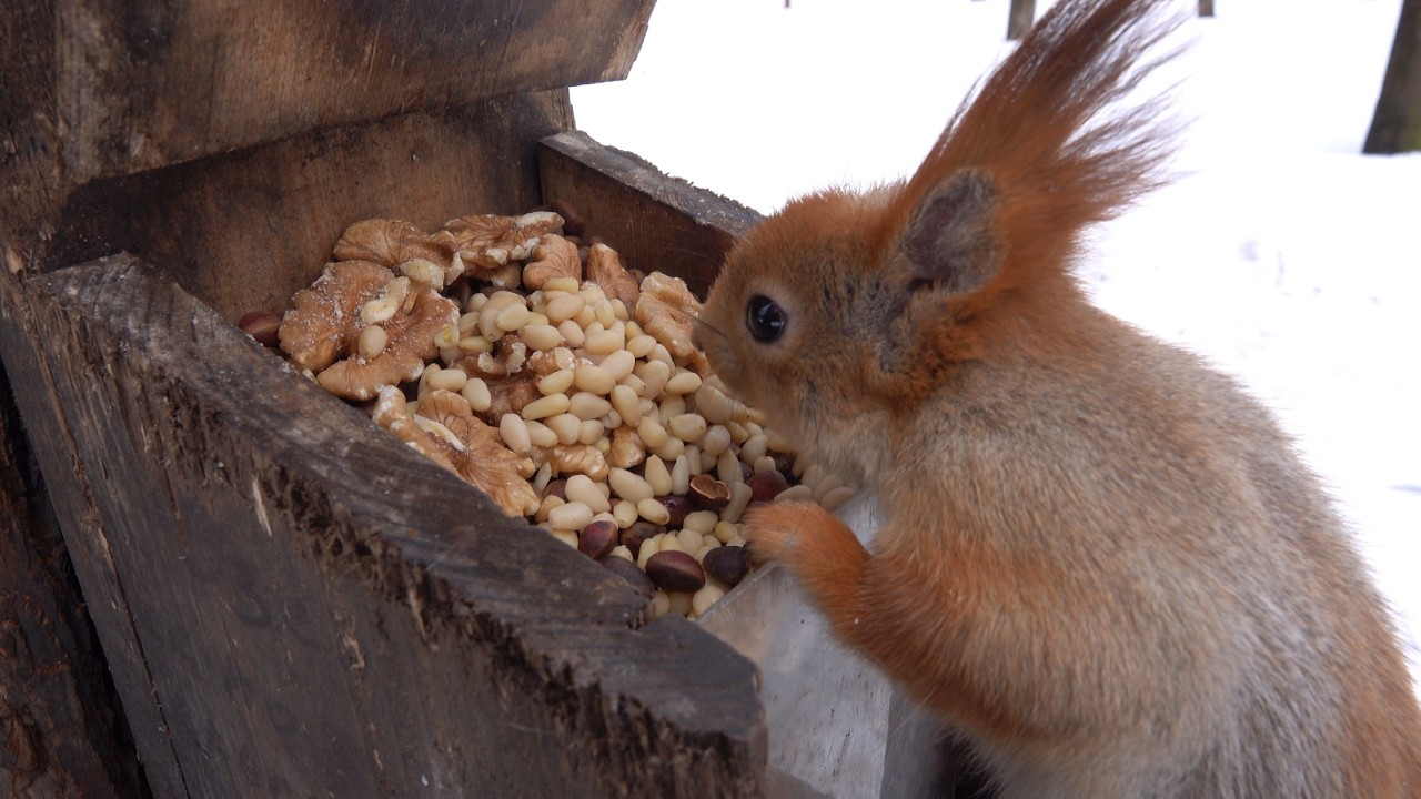 Голодная дикая белка / Hungry wild squirrel