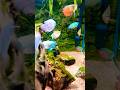 Gourami Fishes