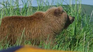 Adult and large cub proximity to electrified fence and camp, Kamishak coast, June 15, 2022