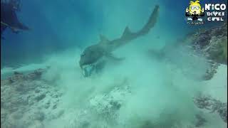 Shark Eating an Eel 😱 | Rare Underwater Footage in Bali