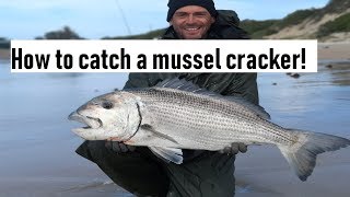 How to catch mussel cracker using red crab || secret trick