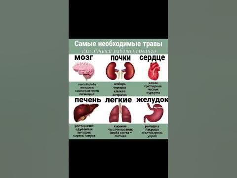 Самые необходимые травы для лучшей работы органов #здоровье #польза # ...