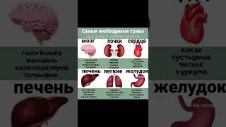 Самые необходимые травы для лучшей работы органов #здоровье #польза  #медицина #зож #травы #питание