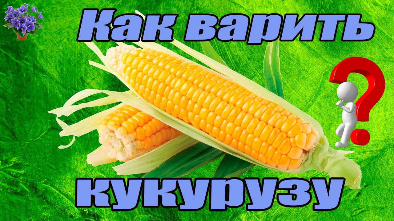 Как можно приготовить молодую кукурузу и сколько по времени ее нужно варить Как можно приготовить молодую кукурузу и сколько по времени ее нужно варить