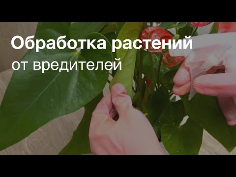 №81. Вредители и болезни комнатных растений. Чем и как обрабатывать. Список препаратов.