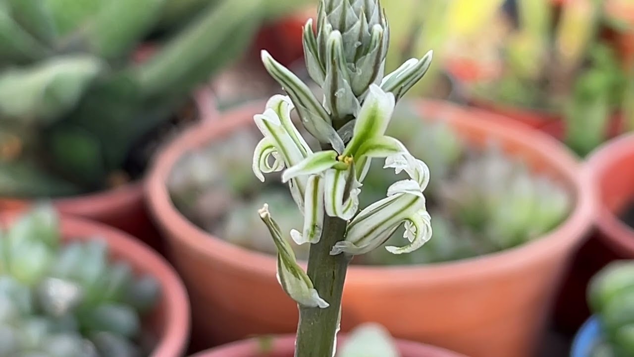 Vamos a polinizar Haworthias y hacer muchos híbridos