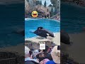 This Orca Refused to Leave Until It Got What It Wanted. #emptythetanks