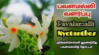 பவளமலல சட வளரபப Pavalamalli Chedi Valarppu In Tamil Nyctanthes