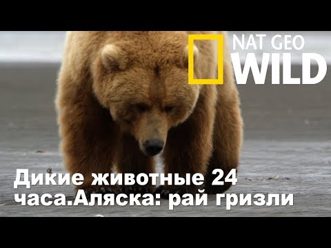 Nat Geo Wild: Дикие животные 24 часа.Аляска: рай гризли / Wild 24