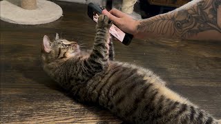 I let my cat scroll phone