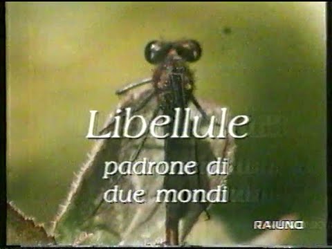 Il mondo di quark 98-99 73/143 - Libellule: Padrone di Due Mondi (18/02/99)