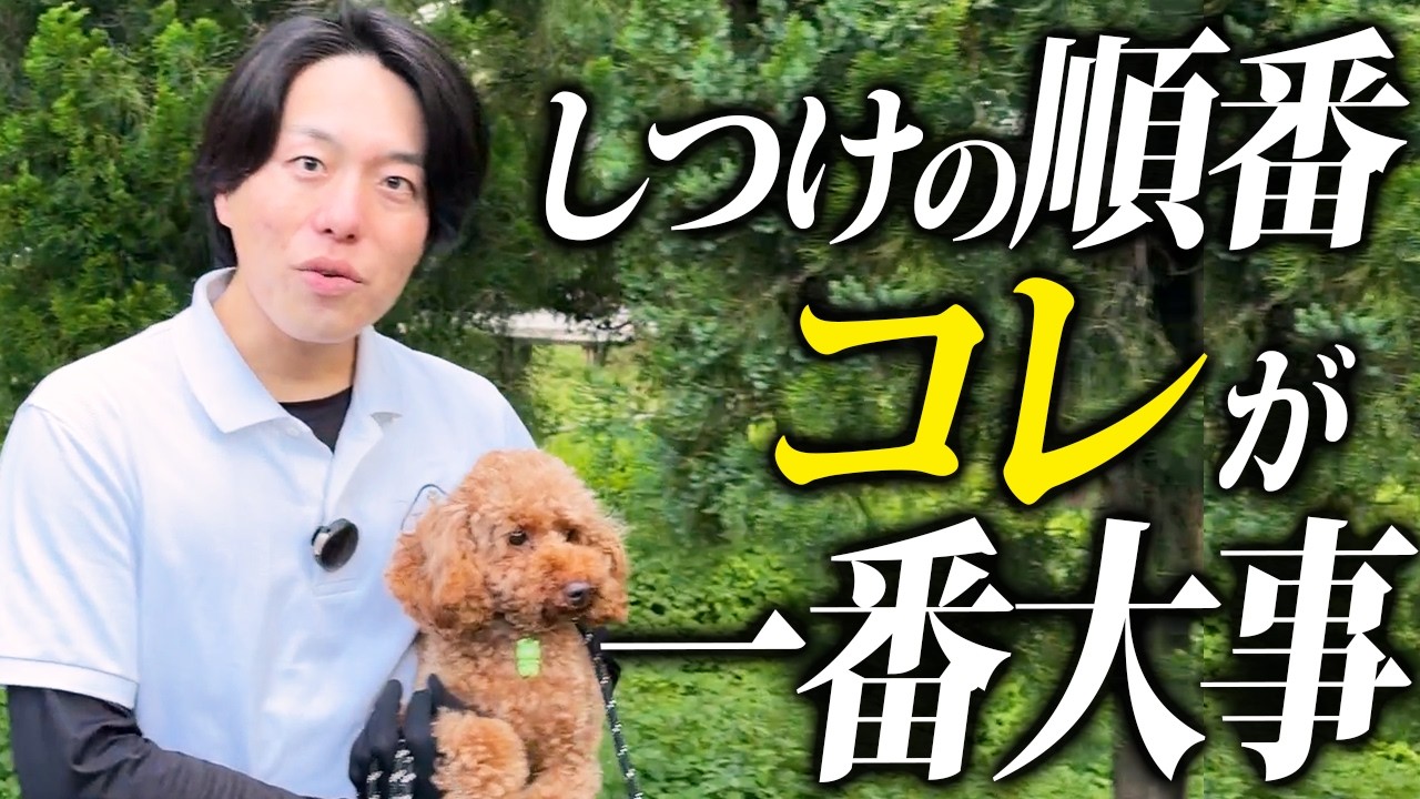犬のしつけは何から始める?失敗しにくい順番と家庭での進め方完全ガイドを動画で見る