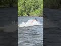 Нижняя Терсь! Встретили Марала