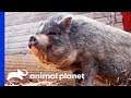 Vets Visit Rescued Pigs At Hog Haven Sanctuary | Dr. Jeff: Rocky Mountain Vet