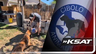 Neuter your dog or else: Army vet defies Cibolo’s animal sterilization order