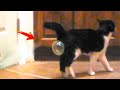 Videos De Risa de Animales - Gatos Chistosos - Gracioso videos de reacción de gato de la semana #31