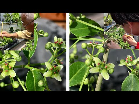 Video: Crabapple Fruit Information: Kdy dělat Crabapples Fruit