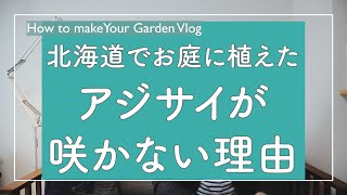 北海道でお庭に植えたアジサイが咲かない理由 咲くアジサイもあります Youtube