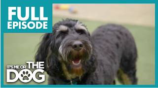 Out of Control Cockapoo Leaves Owners Desperate S2 E18 | It's Me or the Dog UK (2021)