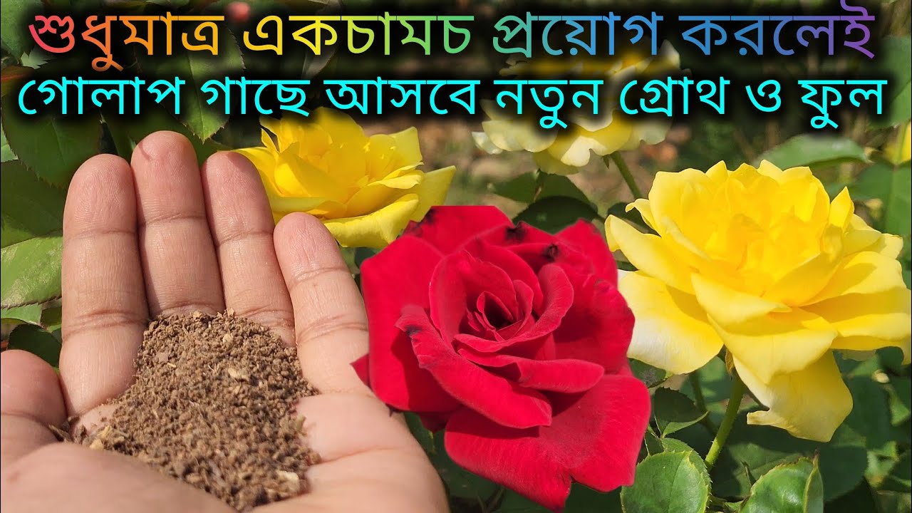 শুধুমাত্র একচামচ প্রয়োগ করলেই গোলাপ গাছে আসবে নতুন গ্রোথ ও ফুল/Homemade fertilizer for rose plant.