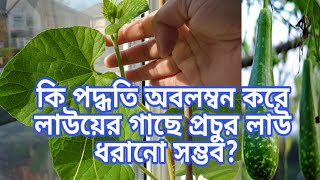 অধিক লাউ পেতে হলে কি পদ্ধতি অবলম্বন করতে হবে|How to do 1G cutting for bottle gourd|Shoker bagan uk