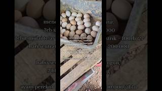 petani makmur #reels #ayam #ayamberkualitas #aseelmurga #ayamberkualitas #youtube #youtube #youtuber