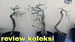 Update Koleksi Bonsai Made In Bali