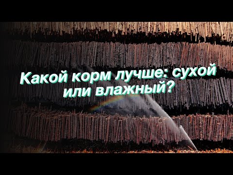 Какой корм лучше: сухой или влажный?