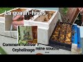 Quadrihives utilisations efficaces  orphelinage reines prlvements