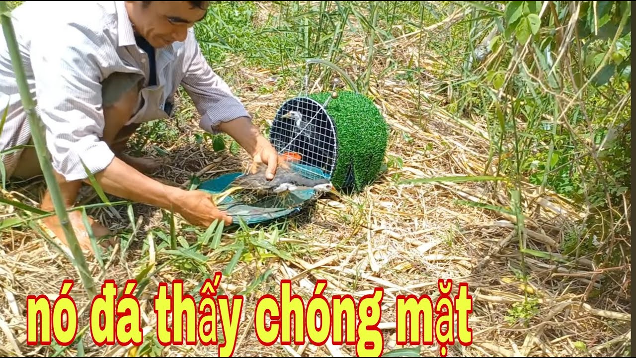 Bẫy Quốc Kiểu Này Hỏi Sao Không Mê # SĂN BẮT ĐỒNG THÁP #