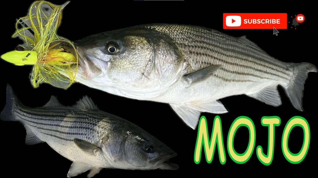 Catching Striped Bass on Tandem Mojo's with lots of laughs on 34' Venture 