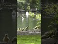 Cutest Scene Ever ~ Tiny Goslings