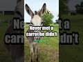 Meet The Rescued Animals Who Make This 1,400-Acre Sanctuary So Special | The Dodo