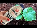 DO NOT THROW EMPTY YOGURT BOTTLES! Make the best organic fertilizer for plants