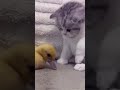 pov : 😸: kenapa di patok bek #shorts #share #kucing #kucinglucu #kucingimu #shortsvideo