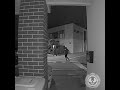 Marden break-in - do you know the suspects?