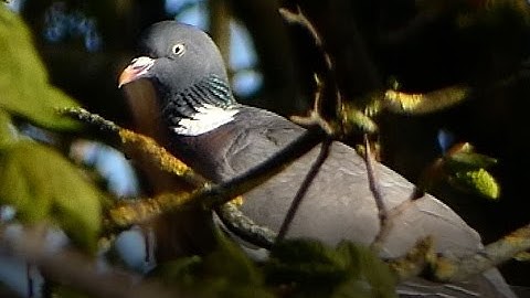 [NEW] Panasonic LUMIX FZ82 4K Sample test video